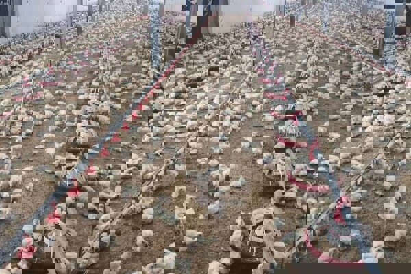 محمدی: جوجه‌ ریزی در واحدهای نیمچه گوشتی گیلان ۱۷ درصد رشد داشته است