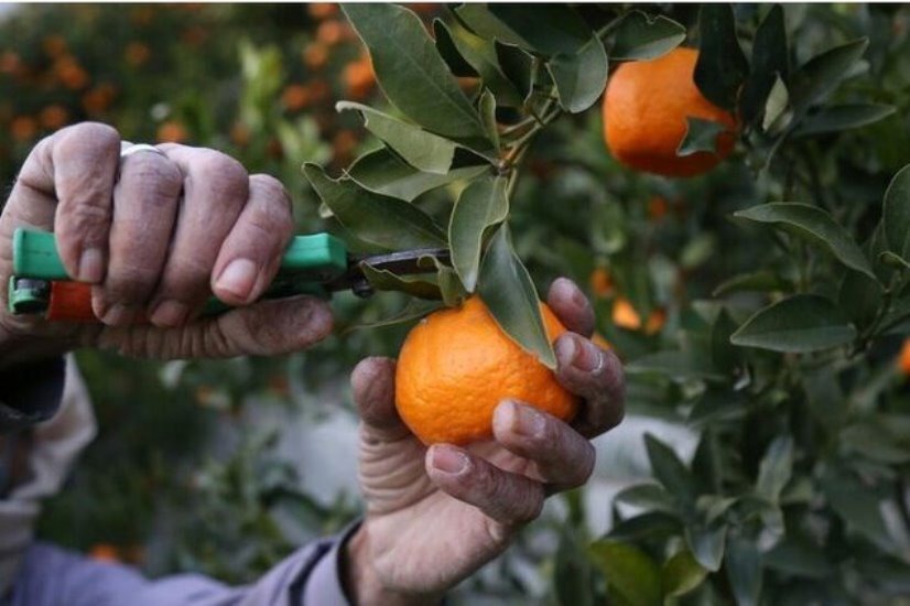 برداشت حدود ۸۰ درصد مرکبات باغ‌های گیلان