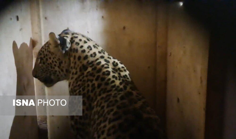 انتقال پلنگ زنده‌گیری‌شده در ماسال به تهران + ویدئو