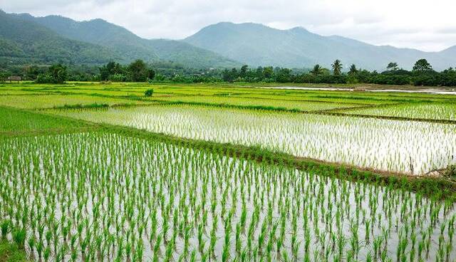 توزیع ۶۰۹۵ تن کود برای تقویت مزارع برنج محلی گیلان