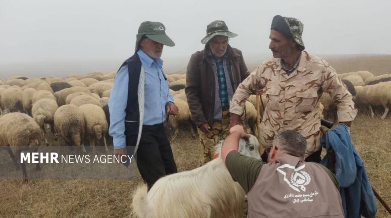 ۴ هزار رأس دام عشایری گیلان رایگان ویزیت شدند