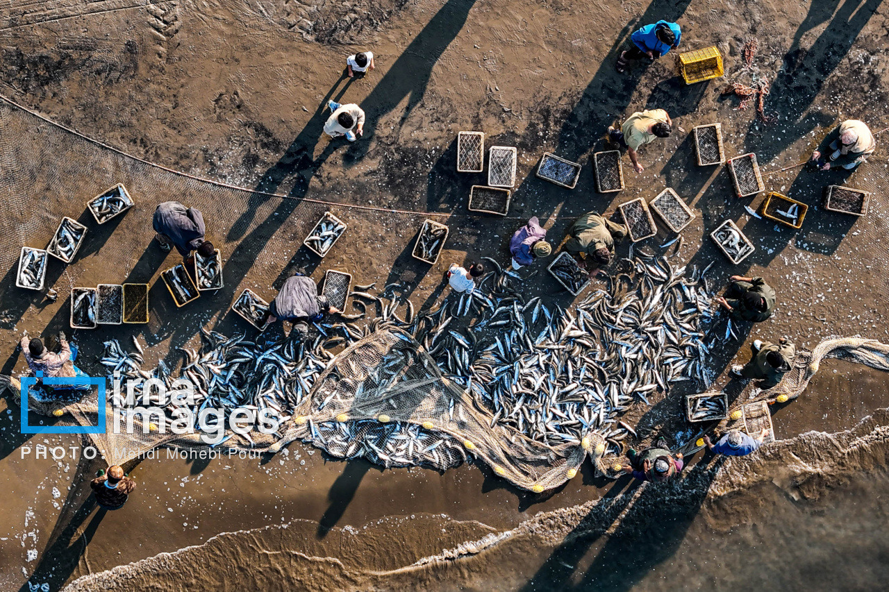 ۷۳۰ تن ماهی استخوانی در گیلان صید شد