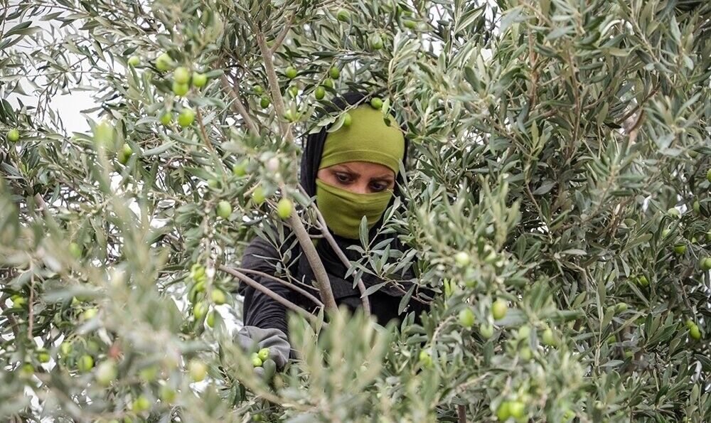 رئیس جهاد کشاورزی گیلان: باغداران مبارزه با آفت زیتون را جدی بگیرند