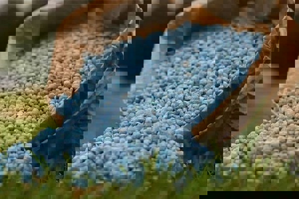 خیراندیش: ۴۵۰۰ تُن کود شیمیایی میان کشاورزان در لنگرود توزیع شد