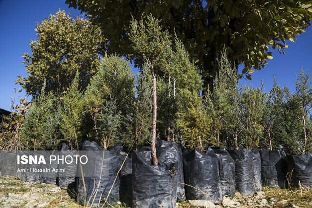 توزیع رایگان ۱.۲ میلیون اصله نهال در بین مردم گیلان