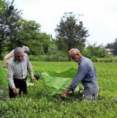 توزیع ۷۱۳ تُن کود میان چایکاران رودسر
