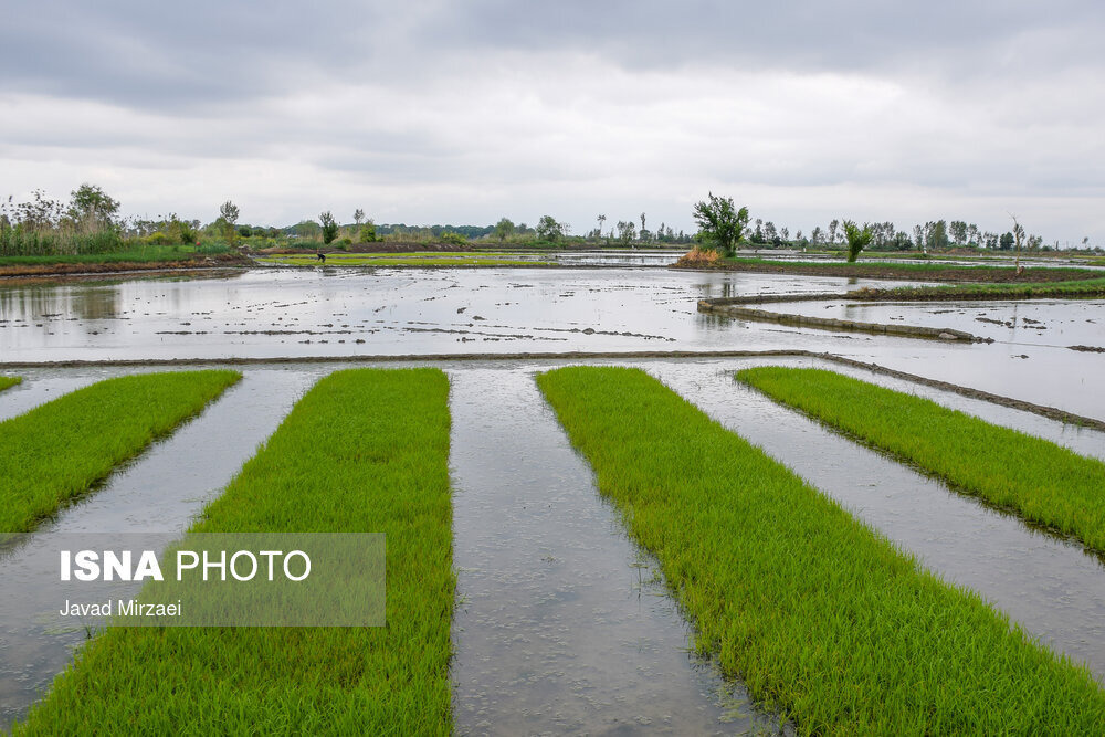 اجرای طرح جهش تولید برنج در ۴ هزار هکتار از شالیزارهای گیلان
