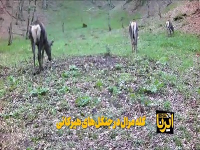 مشاهده گله مرال در جنگل‌های هیرکانی شرق گیلان