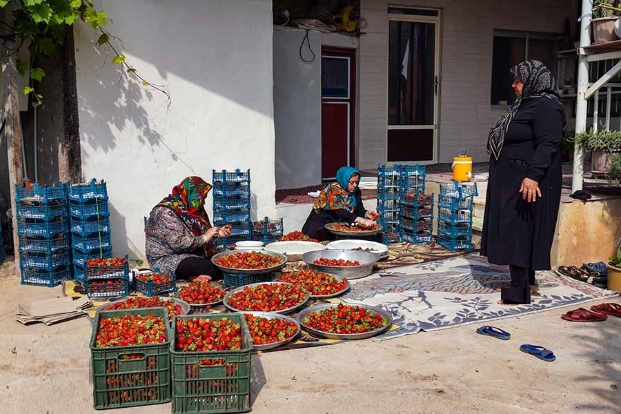 نسیم گیلان