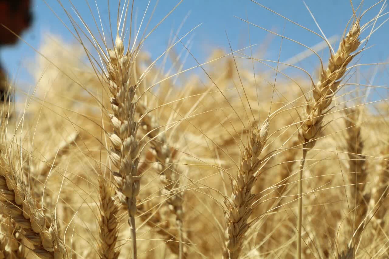 پیش‌بینی برداشت ۱۶ هزار و ۷۰۰ تنی گندم و جو از دیمزارهای گیلان