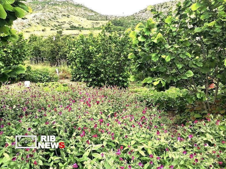 نسیم گیلان