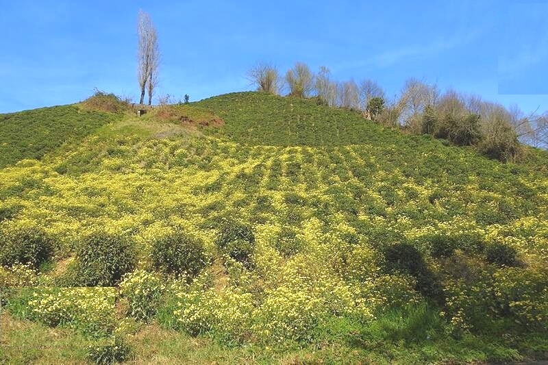 نسیم گیلان