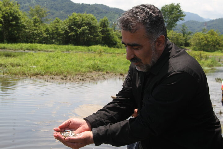 نسیم گیلان
