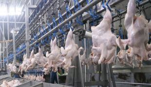 تولید بیش از ۷۰ هزار تن گوشت مرغ در گیلان