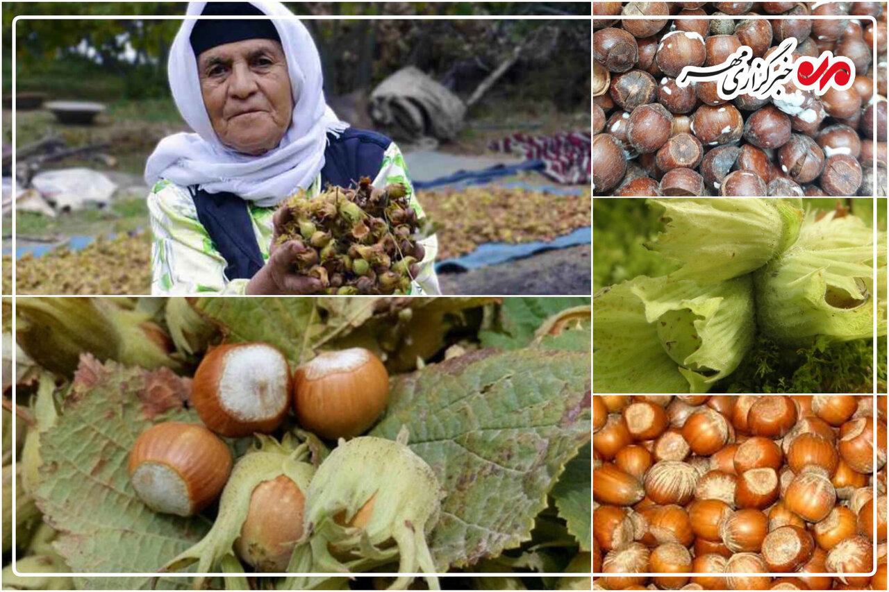 فندق اشکورات در آستانه بحران بیولوژیک؛ طغیان آفت جبران پذیر نیست