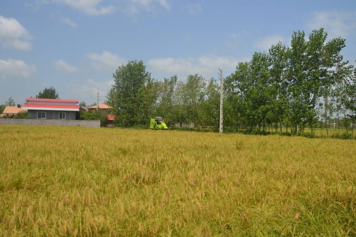 نسیم گیلان