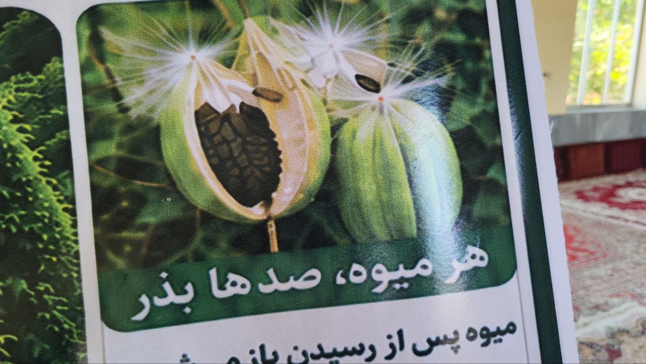 نسیم گیلان