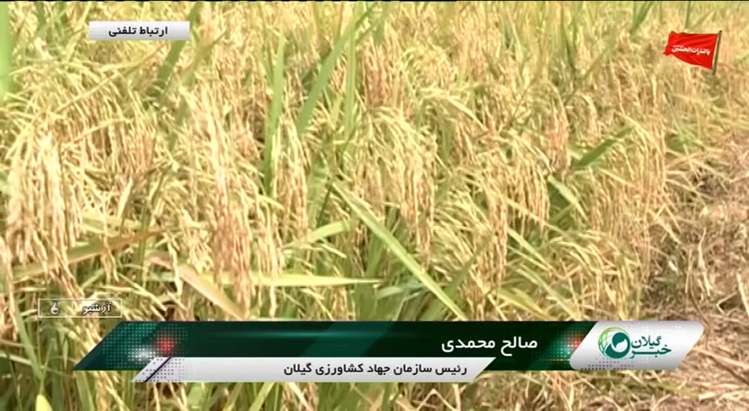 نسیم گیلان