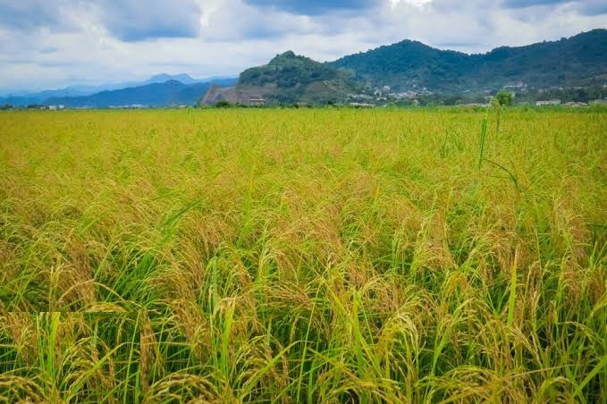 کشت مستقیم برنج در ۷۰۰ هکتار از شالیزار‌های گیلان