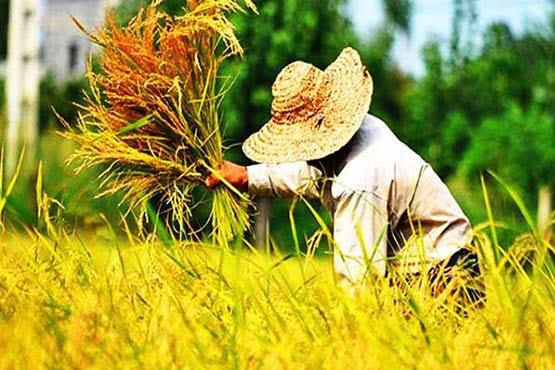 توصیه جهاد کشاورزی گیلان به شالیکاران برای شتاب دادن به برداشت برنج