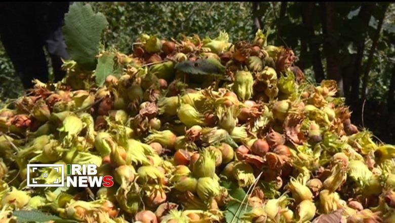 رتبه نخست گیلان در تولید فندق