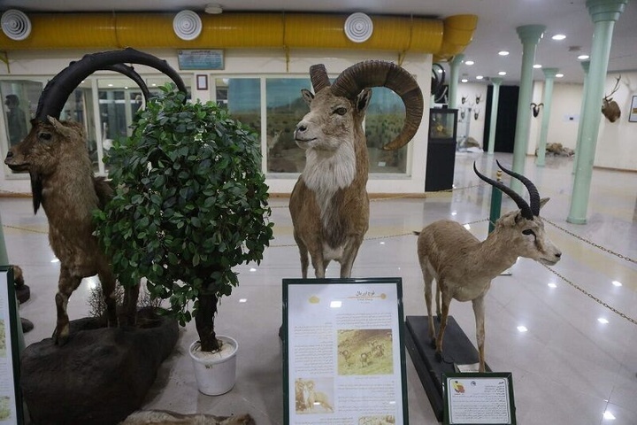 نسیم گیلان