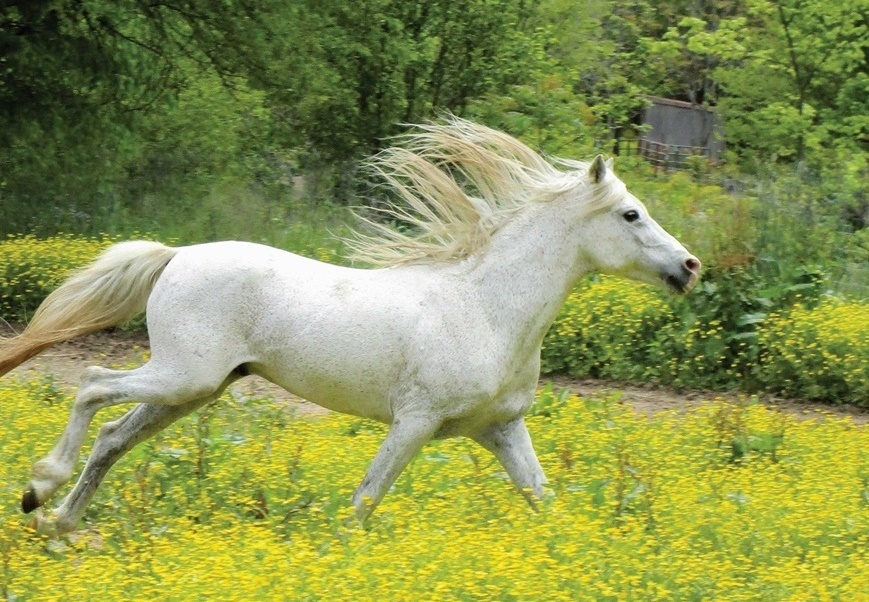 نسیم گیلان