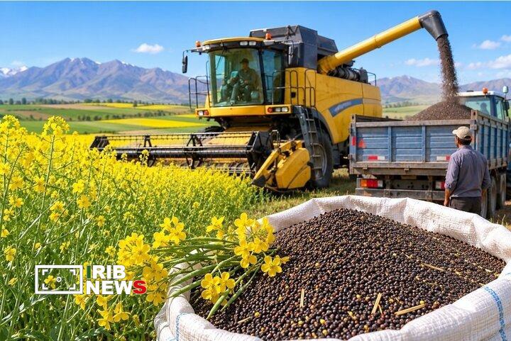 اولویت کشت کلزا در تبریز در سال زراعی جدید