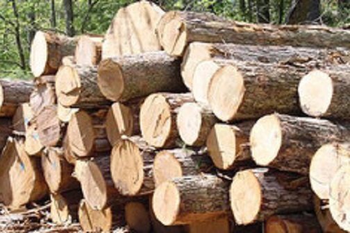 محکومیت تاوان حمل چوب قاچاق در رشت