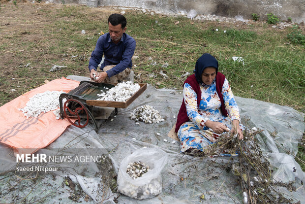 نسیم گیلان