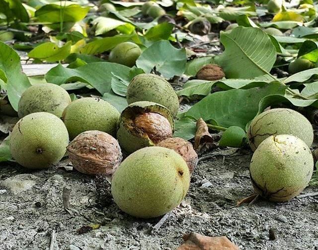 نسیم گیلان