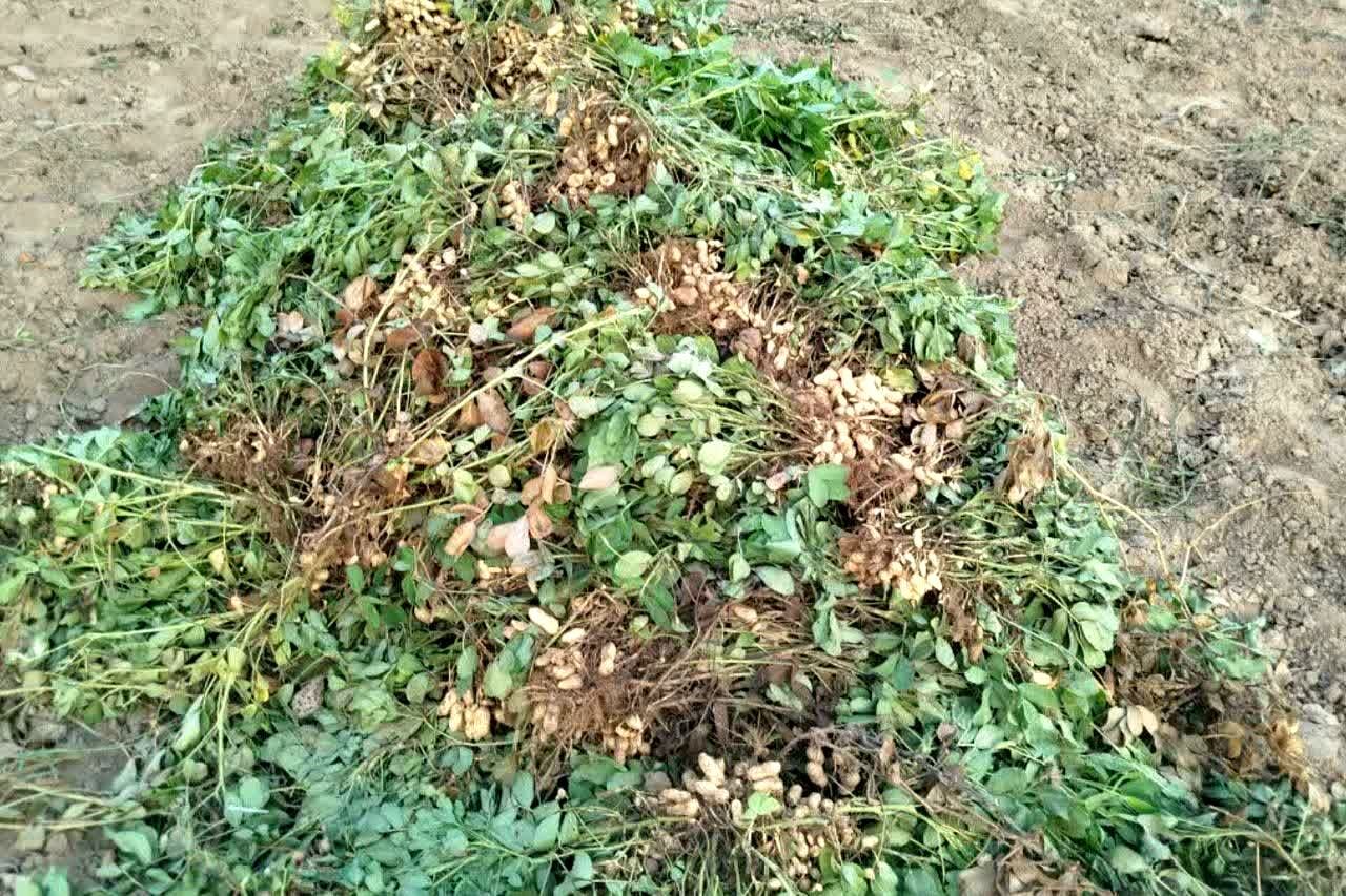 نسیم گیلان
