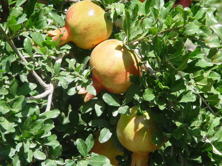 حفظ ذخایر ژنتیکی انار در سیستان و بلوچستان