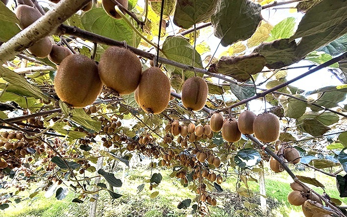 نسیم گیلان
