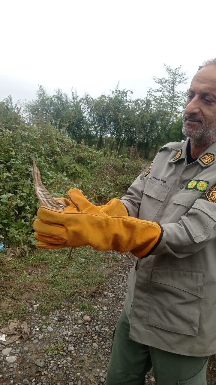 بازگشت بوتیمار به آغوش طبیعت در ماسال
