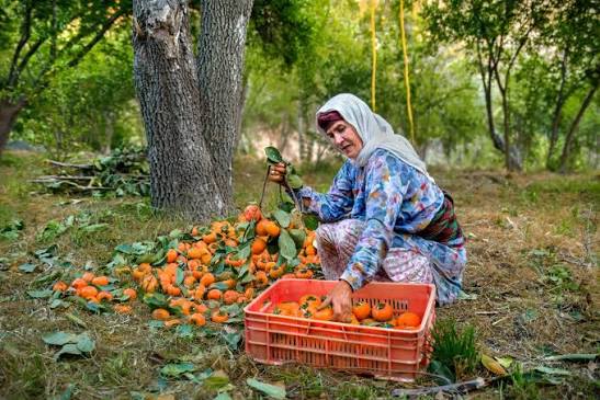 نسیم گیلان