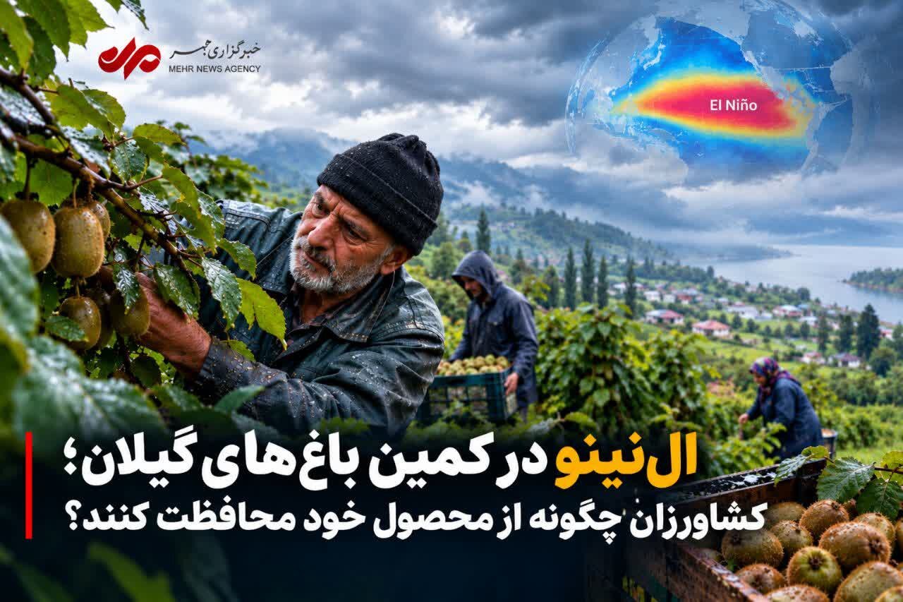 اِل‌نینو در کمین باغات گیلان؛ کشاورزان چگونه از محصول خود محافظت کنند؟