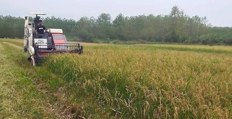 برداشت راتون از ۲۰ هزار هکتار شالیزار در گیلان