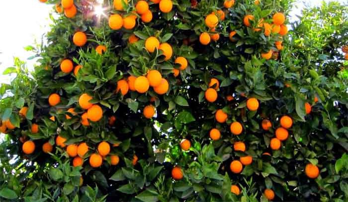 آغاز برداشت نارنگی و نارنج از باغ‌های مرکبات گیلان