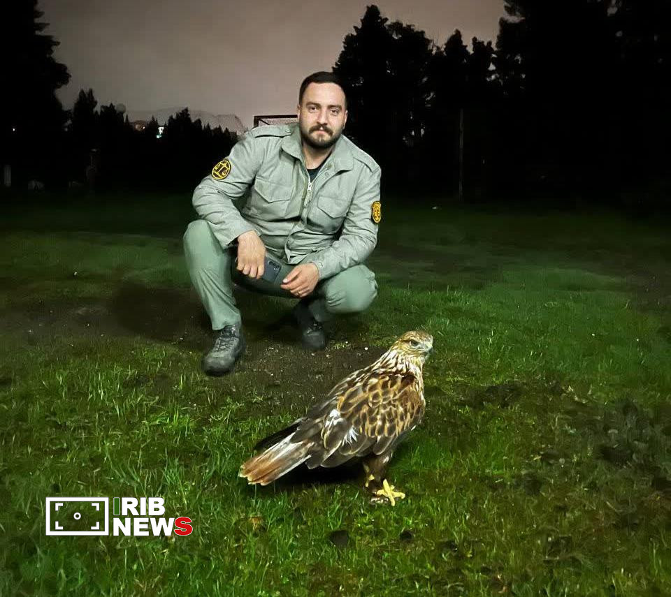 نسیم گیلان