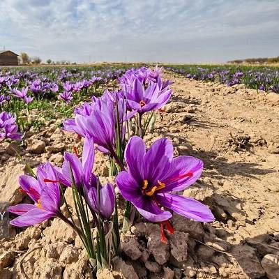 کاهش ۴۰ درصدی صادرات زعفران در ۶ ماهه نخست امسال